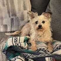 Thumbnail photo of Henry #1