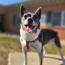 Thumbnail photo of Sir Ukulele #4