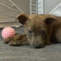 Thumbnail photo of Star #3