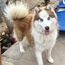 Thumbnail photo of Firecracker #1