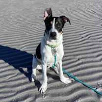 Thumbnail photo of Pokey Puppy #3