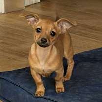 Thumbnail photo of Wind Chime #3