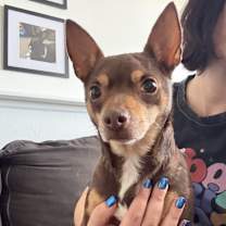 Thumbnail photo of Brownie #2