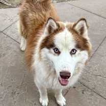 Thumbnail photo of Firecracker #3