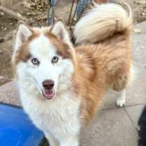 Thumbnail photo of Firecracker #2