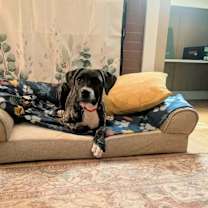 Thumbnail photo of Gelato #1