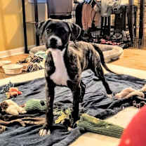 Thumbnail photo of Gelato #4