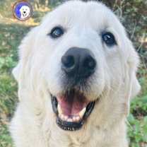 Thumbnail photo of Senna #1