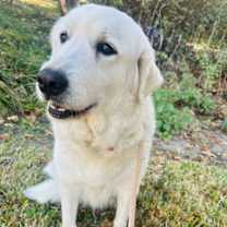 Thumbnail photo of Senna #2