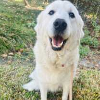 Thumbnail photo of Senna #3