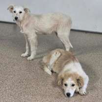 Thumbnail photo of Lily #7414 #2