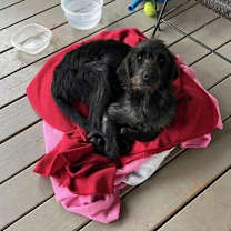 Thumbnail photo of Stella (GA) #3