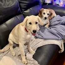 Thumbnail photo of Toby #4