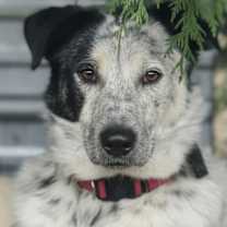 Thumbnail photo of PRINCESS (local) ma, #1