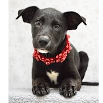 Thumbnail photo of Rizzo (puppy) - ECAS #2