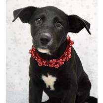 Thumbnail photo of Rizzo (puppy) - ECAS #4