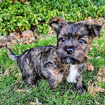 Thumbnail photo of Gus #1