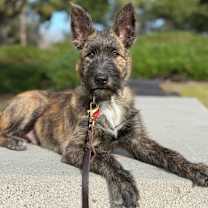 Thumbnail photo of Koda #1