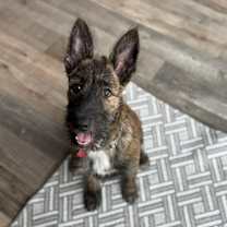 Thumbnail photo of Koda #4