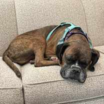 Thumbnail photo of Reggie #3