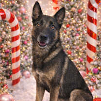 Thumbnail photo of Dante fka Max - located in IN #1