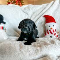 Thumbnail photo of Rowan #1