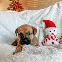 Thumbnail photo of Rose #1