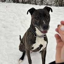 Thumbnail photo of Charlie #2