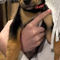 Thumbnail photo of (en) Rudolph #1