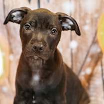 Thumbnail photo of Charlie #1