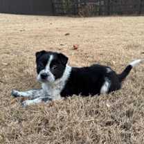 Thumbnail photo of Rue Who #3