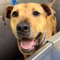 Thumbnail photo of Maggie #4