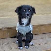 Thumbnail photo of Nero #4