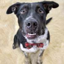 Thumbnail photo of Zane #4