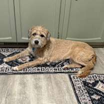 Thumbnail photo of Leeloo #3