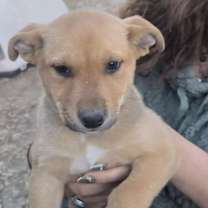 Thumbnail photo of Romeo #1