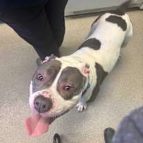 Thumbnail photo of Cu #2