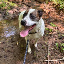 Thumbnail photo of Bear #1