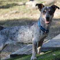 Thumbnail photo of Gypsy #3