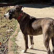 Thumbnail photo of CLEMENTINE #4