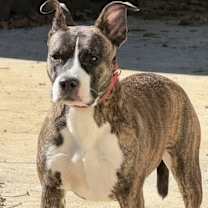 Thumbnail photo of CLEMENTINE #1