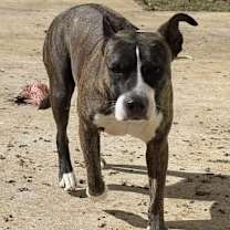 Thumbnail photo of CLEMENTINE #3