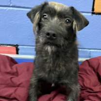 Thumbnail photo of DONALD/URGENT #1