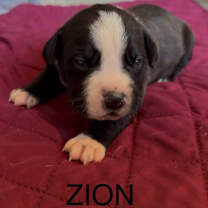 Thumbnail photo of Zion #1