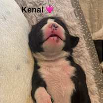 Thumbnail photo of Kenai #2