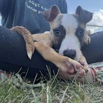 Thumbnail photo of BEAN/URGENT #3