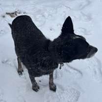 Thumbnail photo of Coco #4