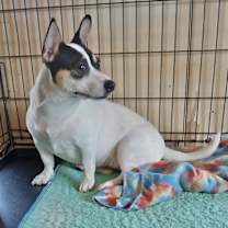 Thumbnail photo of Rosie in CT #3