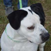 Thumbnail photo of ANGEL #4