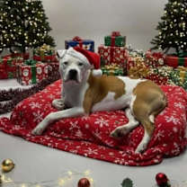 Thumbnail photo of Paulie #1